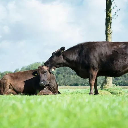 Wagyu Farm Hof Holtmann *