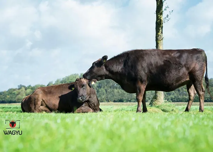 Wagyu Farm Hof Holtmann *